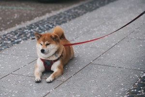 The Shiba Shuffle: A Guide to the Latest Trends in Shiba Rehoming